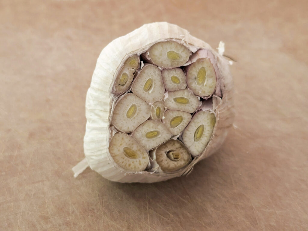 The bottom end of a garlic head removed.