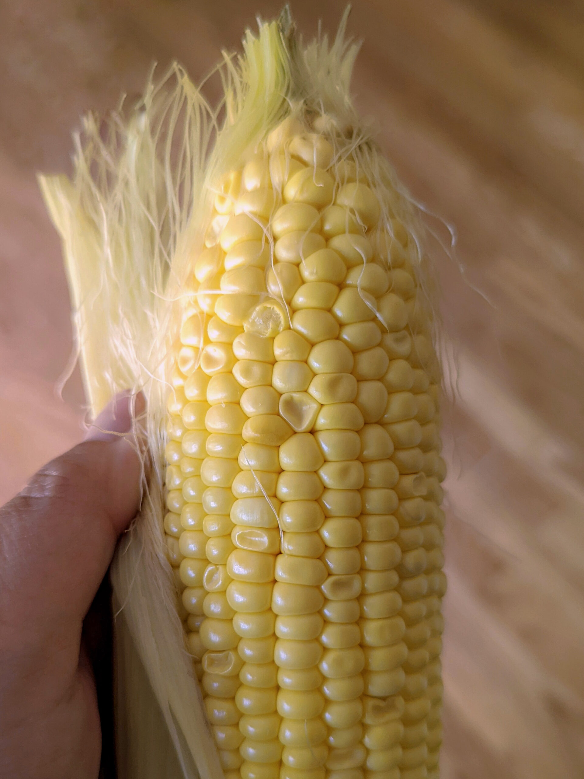 Peeling the husk back to reveal the corn on the cob.