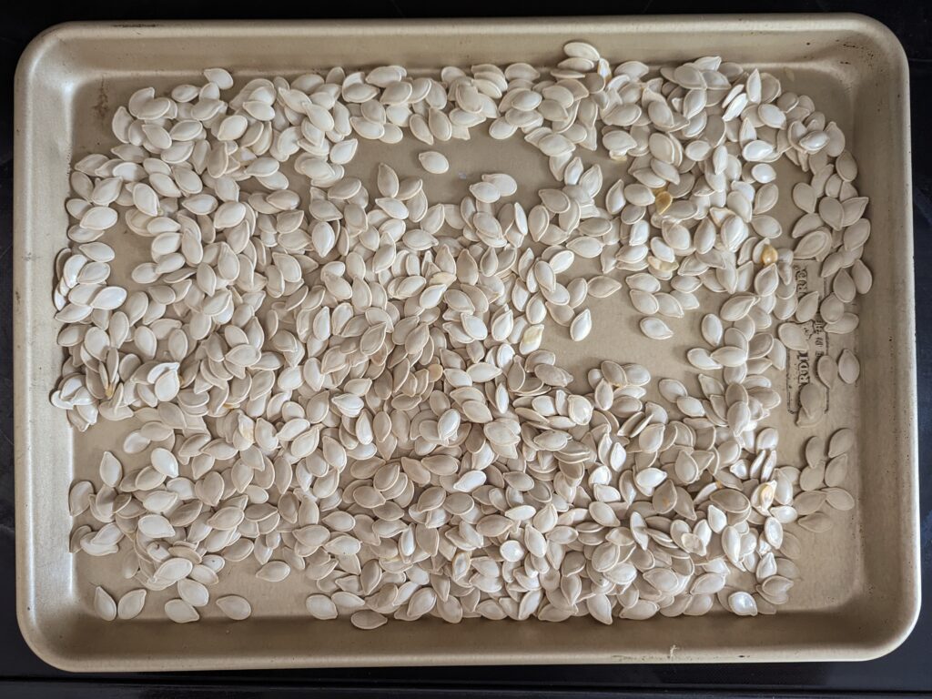 Dried pumpkin seeds spread onto a rimmed baking sheet.