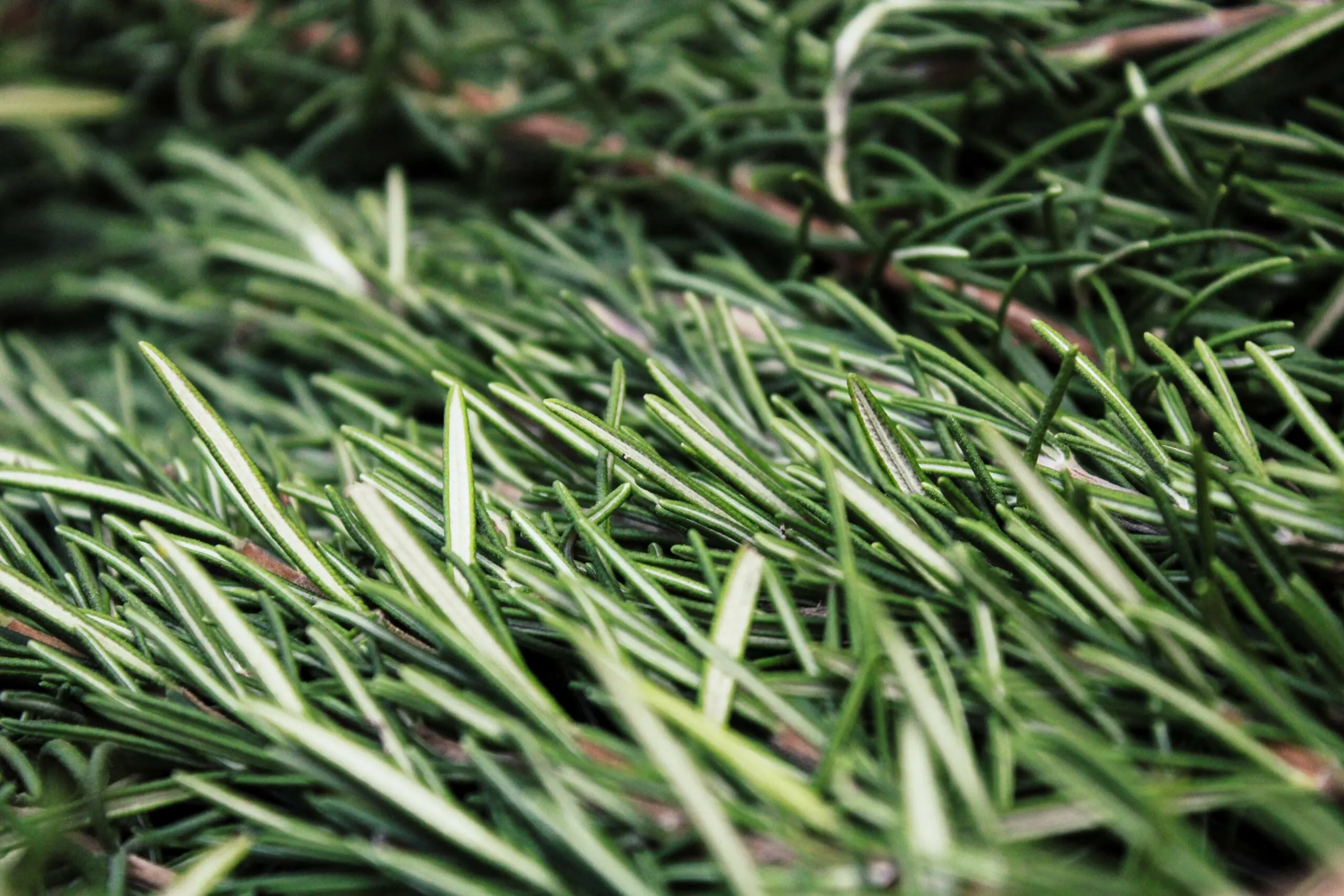 A close up of fresh rosemary.