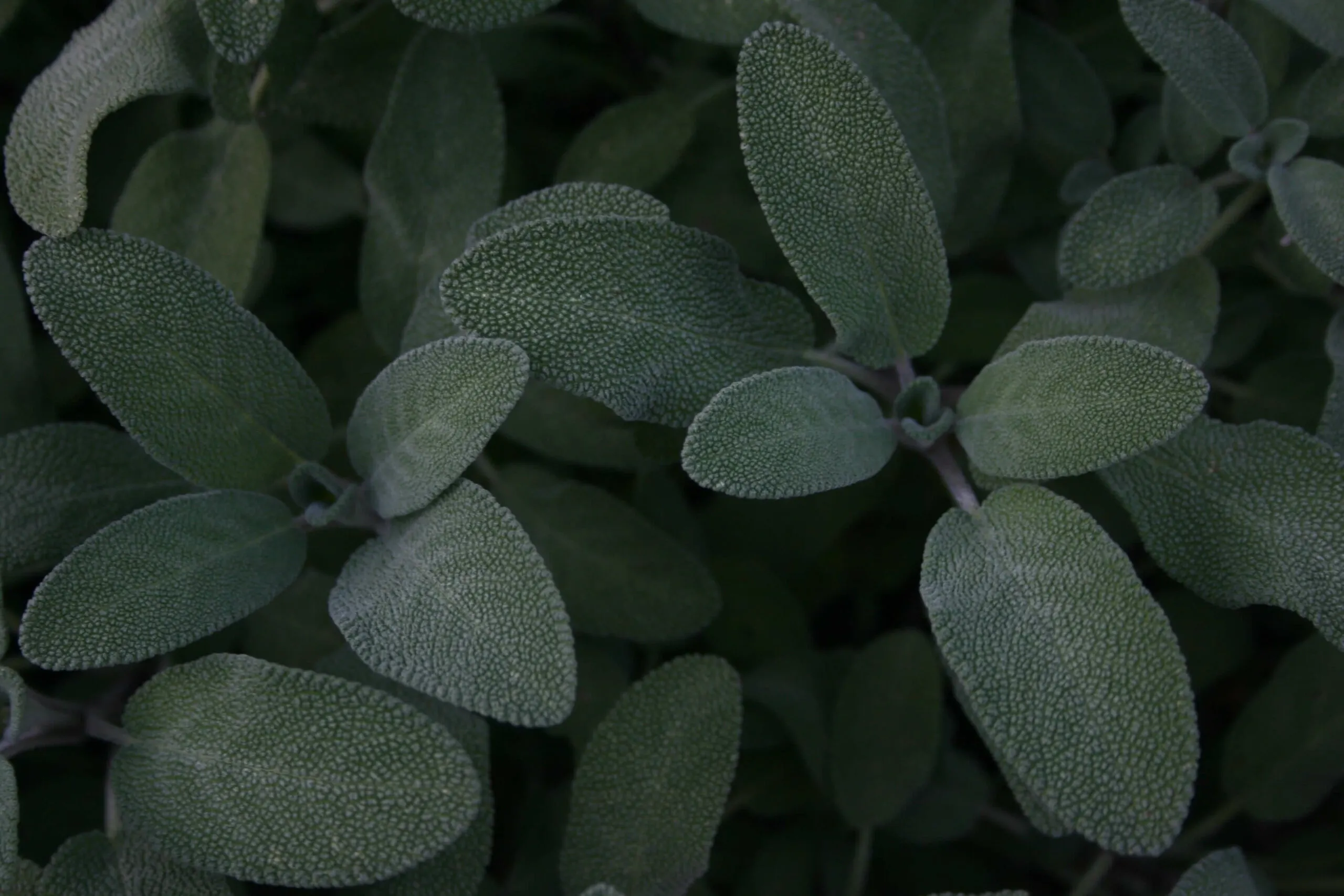 A close up of a sage plant.
