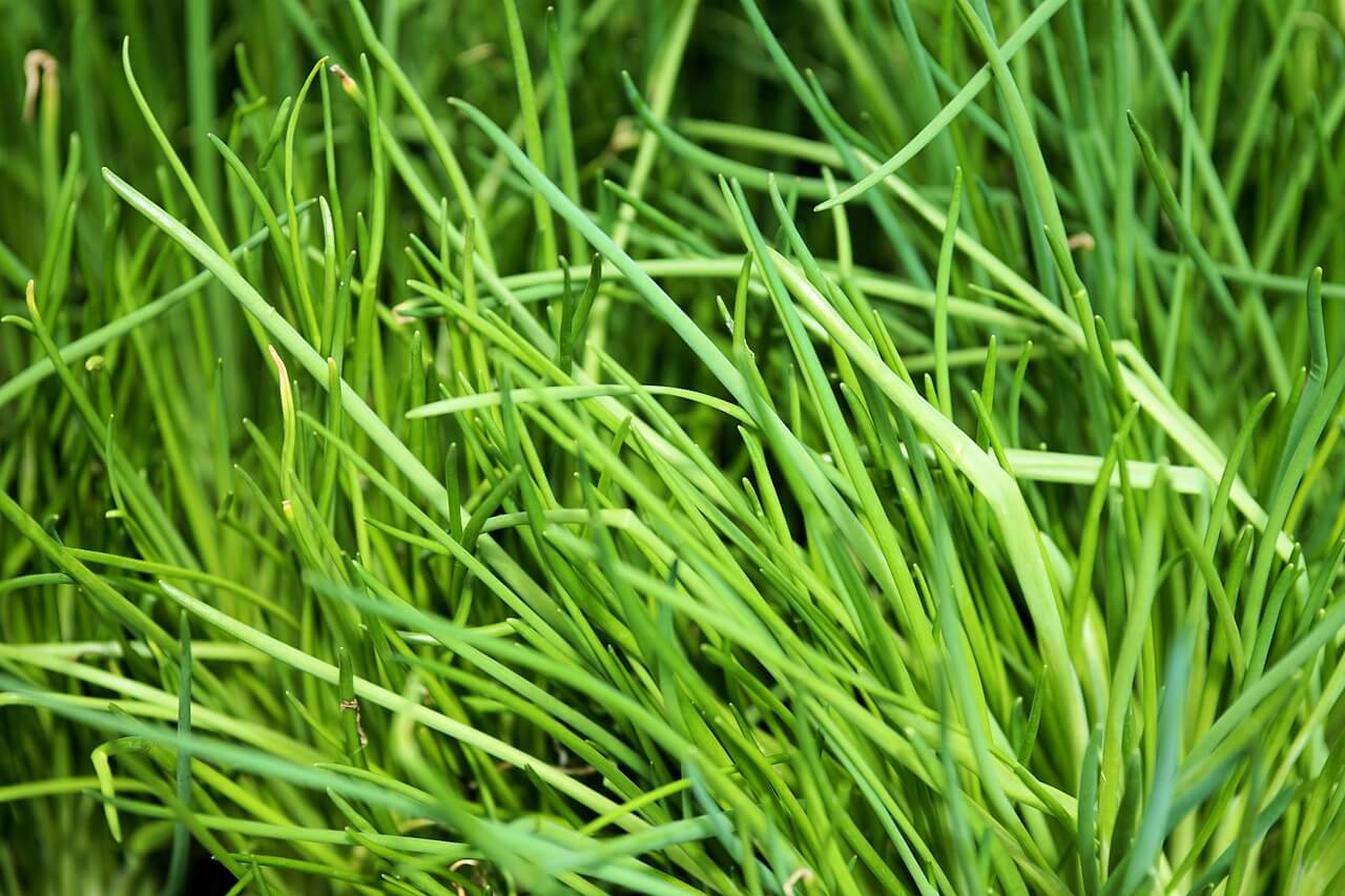 A close up of a chives plant.