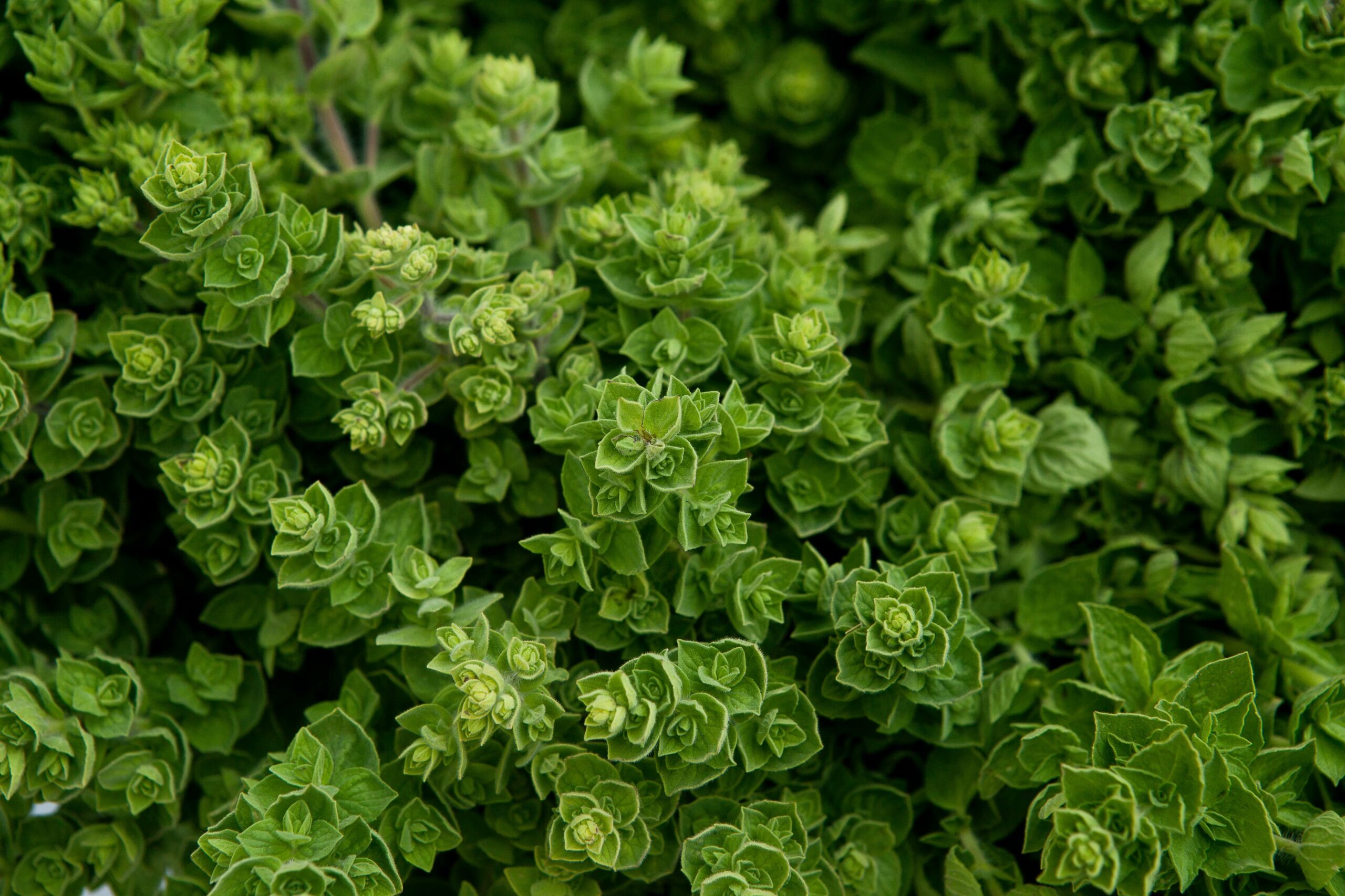 A close up of an oregano plant.