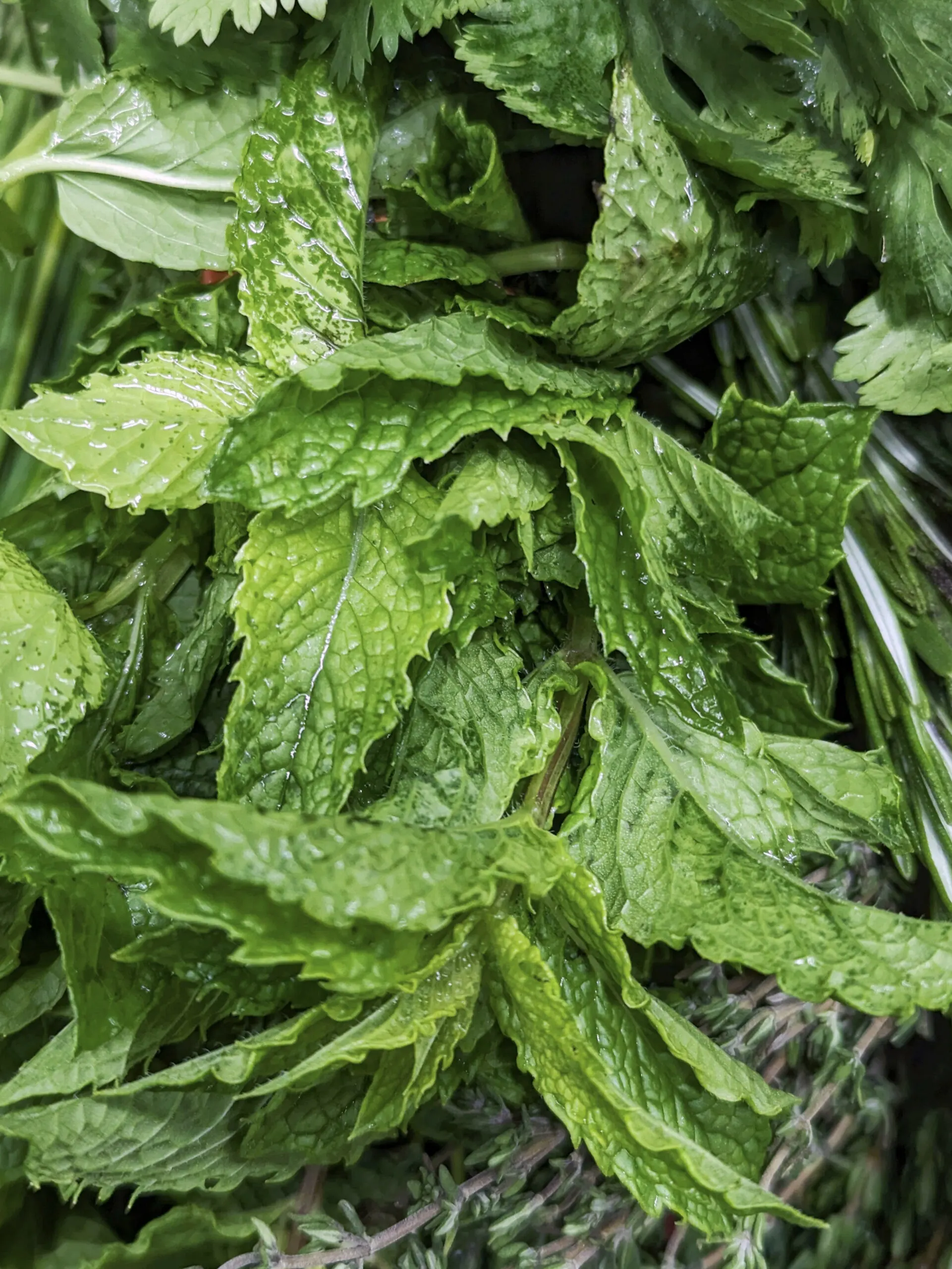 A close up of several mint plants.