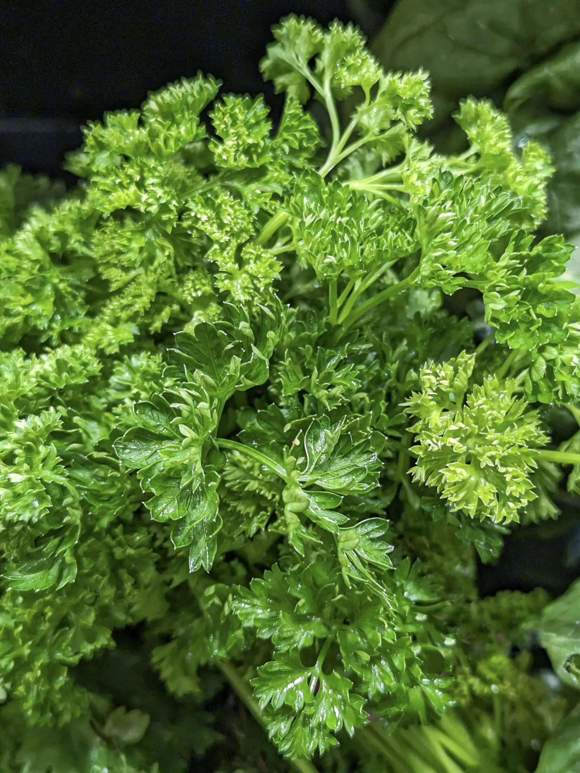 A close up of a parsley bushel. 