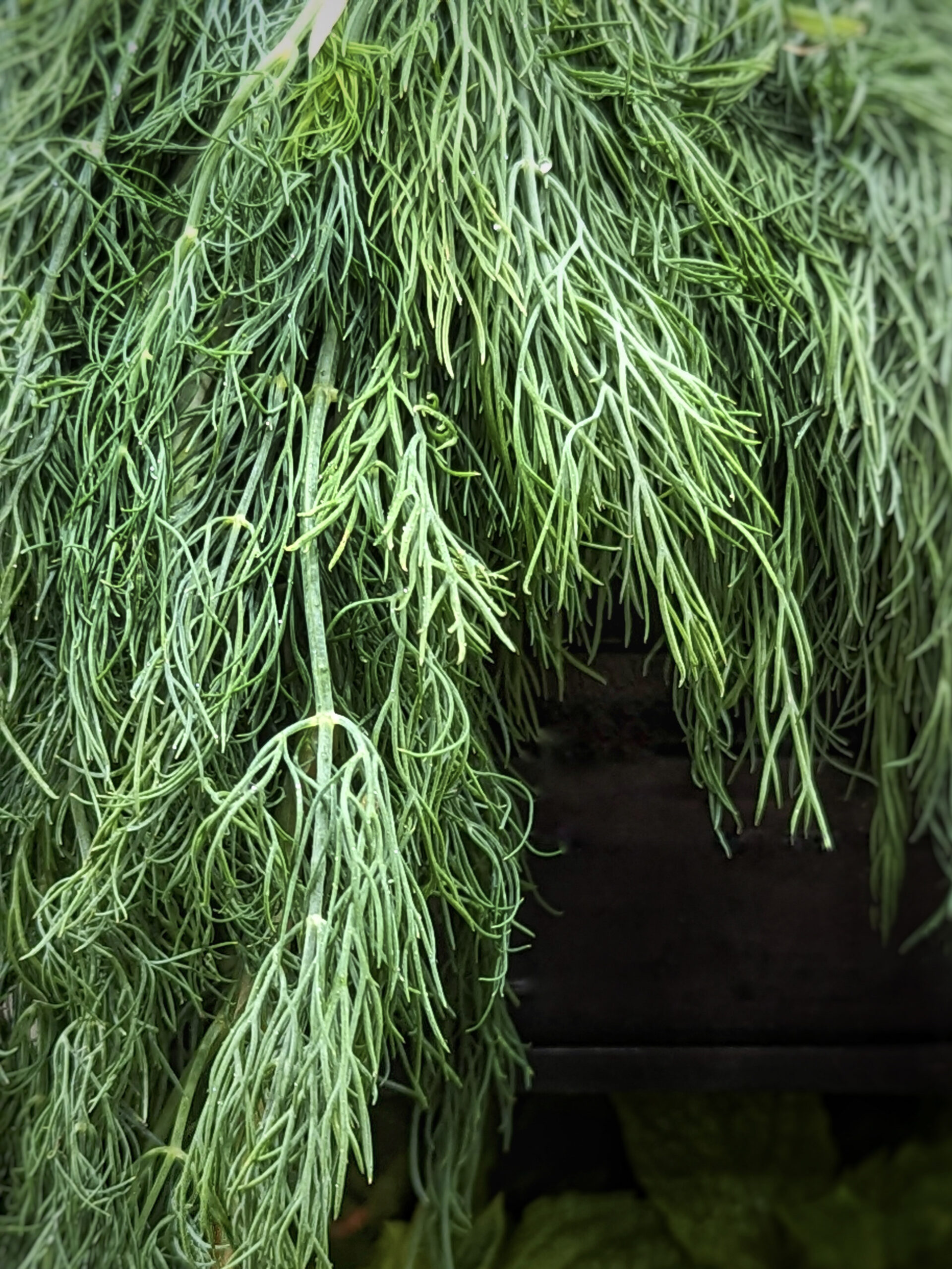 A close up of a dill plant.